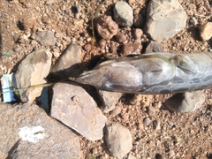 Mastacembelus armatus