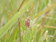 Glaucocharis helioctypa