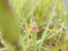 Glaucocharis helioctypa