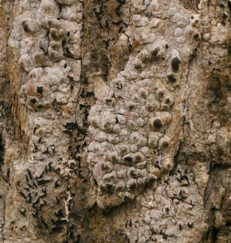 Roccellina franciscana