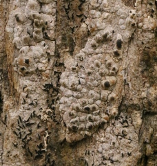 Dendrographa franciscana