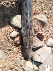 Mastacembelus armatus