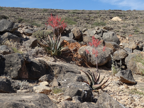 Aloe praetermissa, photograph 2