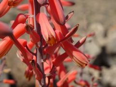 Aloe praetermissa, photograph Joey Bom, CC BY, iNaturalist via GBIF