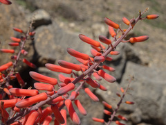 Aloe praetermissa, photograph Joey Bom, CC BY, iNaturalist via GBIF
