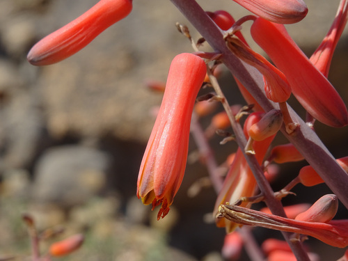 Aloe praetermissa, photograph 4