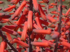 Aloe praetermissa, photograph Joey Bom, CC BY, iNaturalist via GBIF