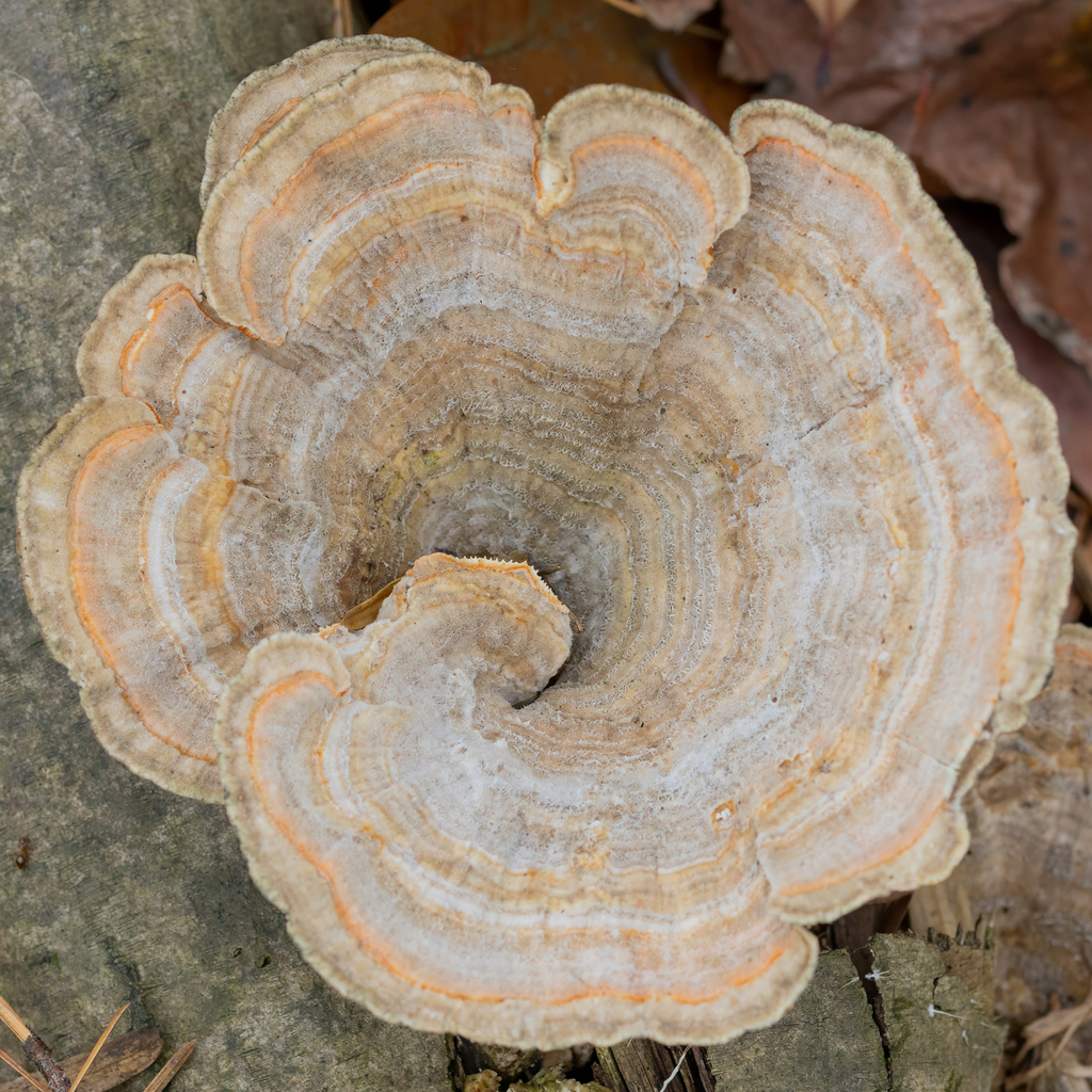 Gilled Polypore from Lullwater Preserve, 1463 Clifton Rd N E, Decatur ...
