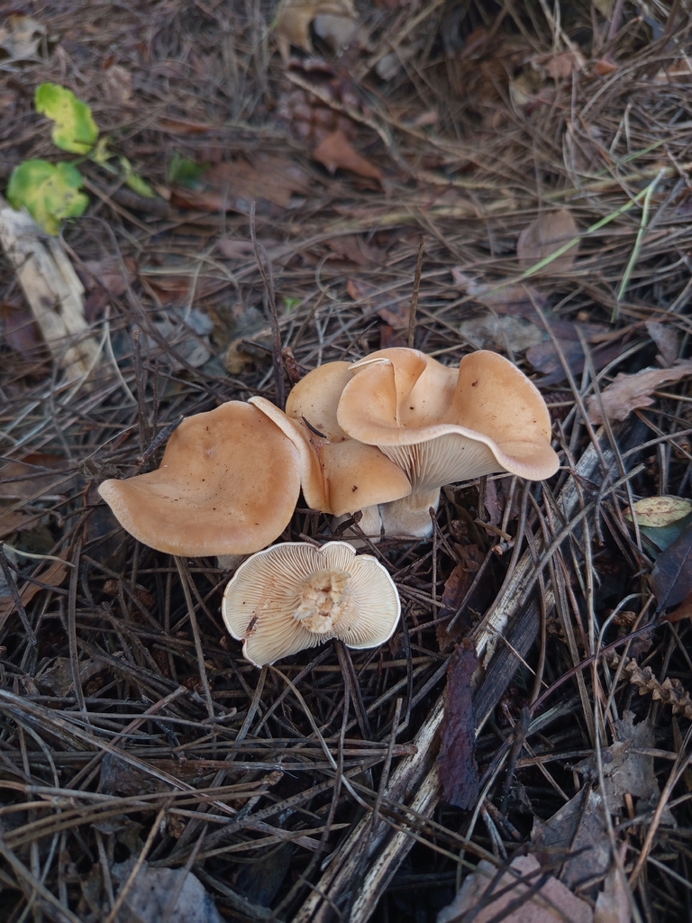 Paralepista flaccida · December 2025 · photo: © meaglinumut (iNaturalist, cc-by)