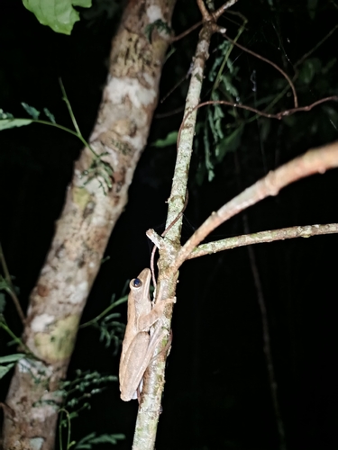 Common Southeast Asian Tree Frog