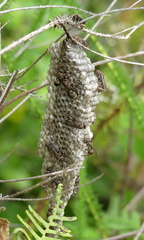 Ropalidia capensis