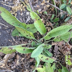 Lepechinia caulescens