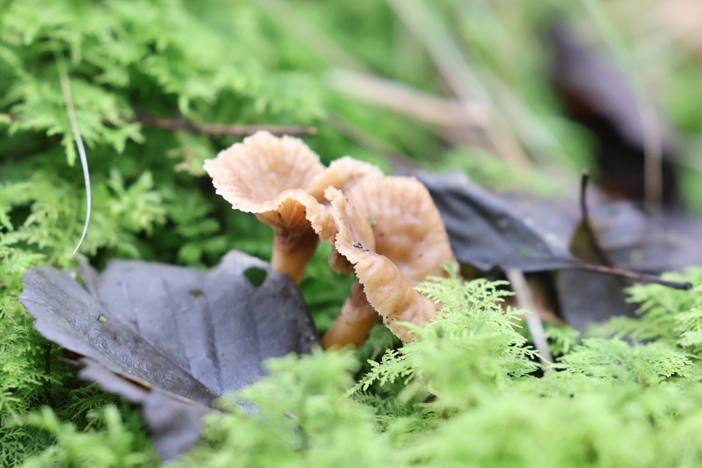 Craterellus tubaeformis · December 2025 · photo: © andrejus (iNaturalist, cc-by)