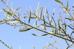 Acacia victoriae