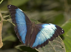 Morpho deidamia