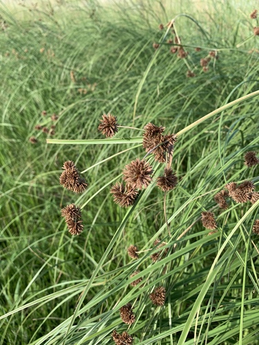 Mariscus solidus image