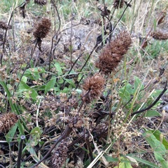 Lepechinia caulescens