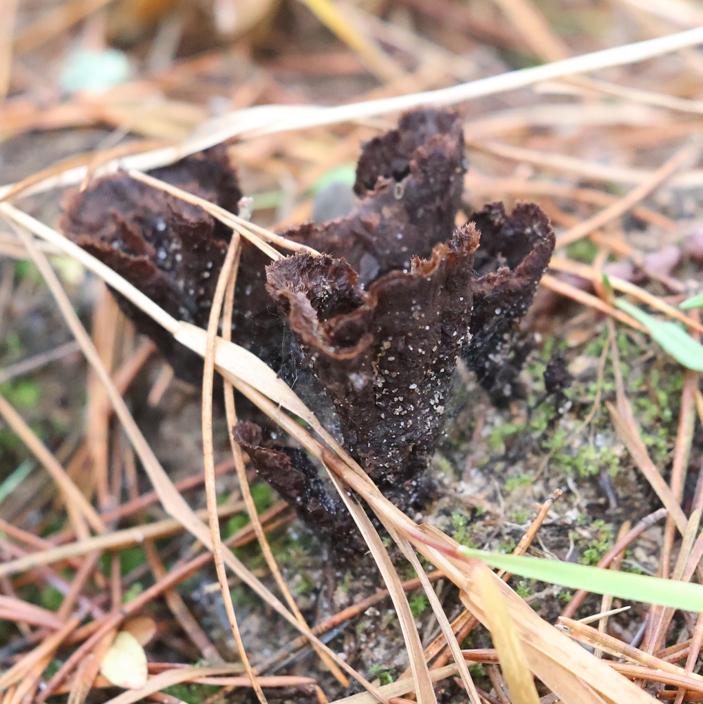 Thelephora terrestris · December 2025 · photo: © andrejus (iNaturalist, cc-by)