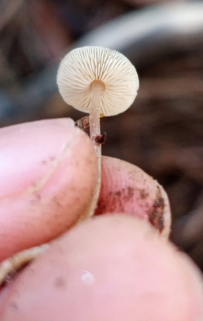 Baeospora myosura · December 2025 · photo: © meaglinumut (iNaturalist, cc-by)
