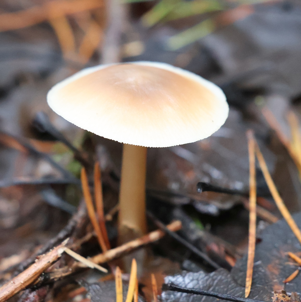 Rhodocollybia asema · December 2025 · photo: © andrejus (iNaturalist, cc-by)