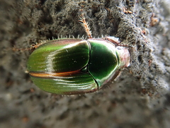 Pyronota edwardsi