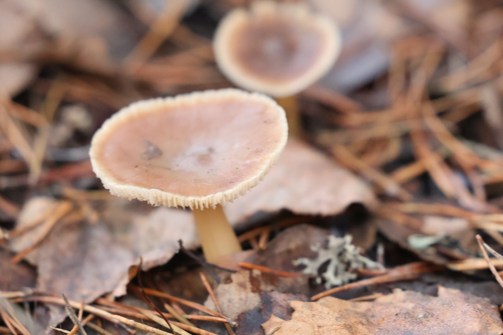 Rhodocollybia asema · December 2025 · photo: © andrejus (iNaturalist, cc-by)