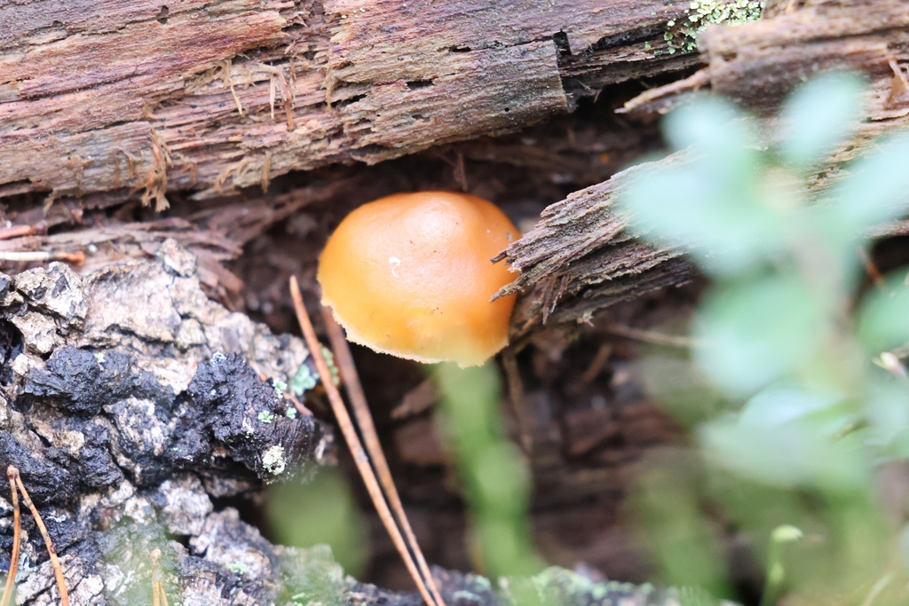 Galerina marginata · December 2025 · photo: © andrejus (iNaturalist, cc-by)