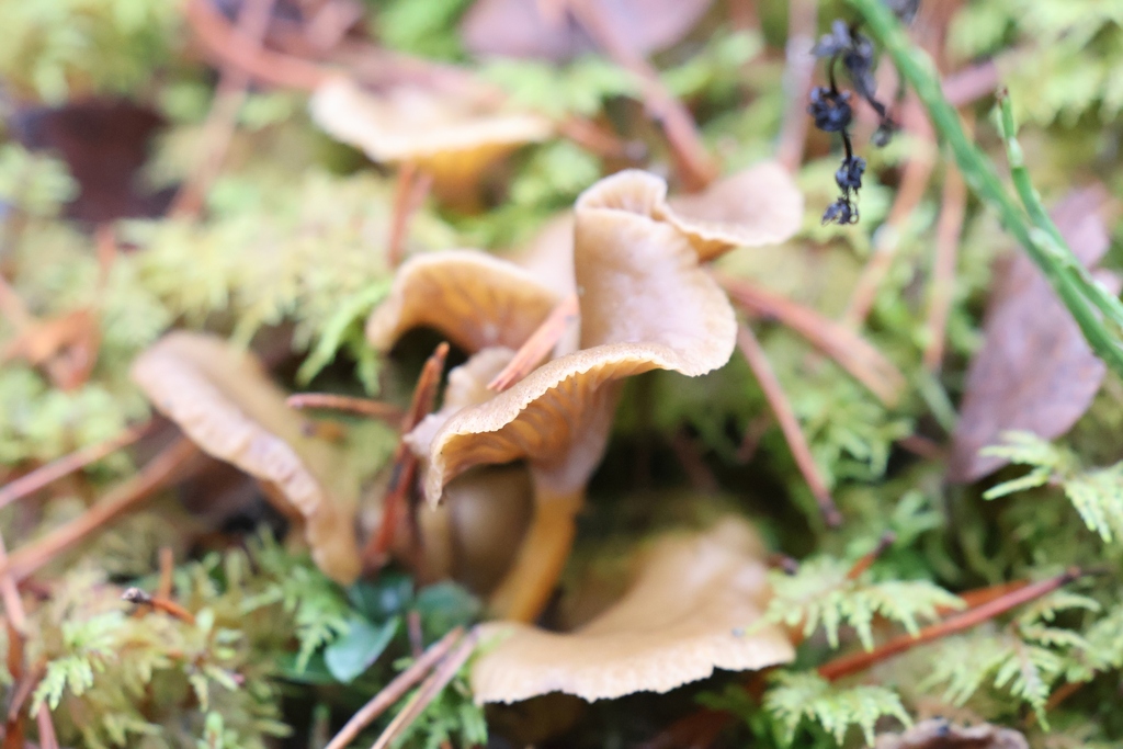 Craterellus tubaeformis · December 2025 · photo: © andrejus (iNaturalist, cc-by)