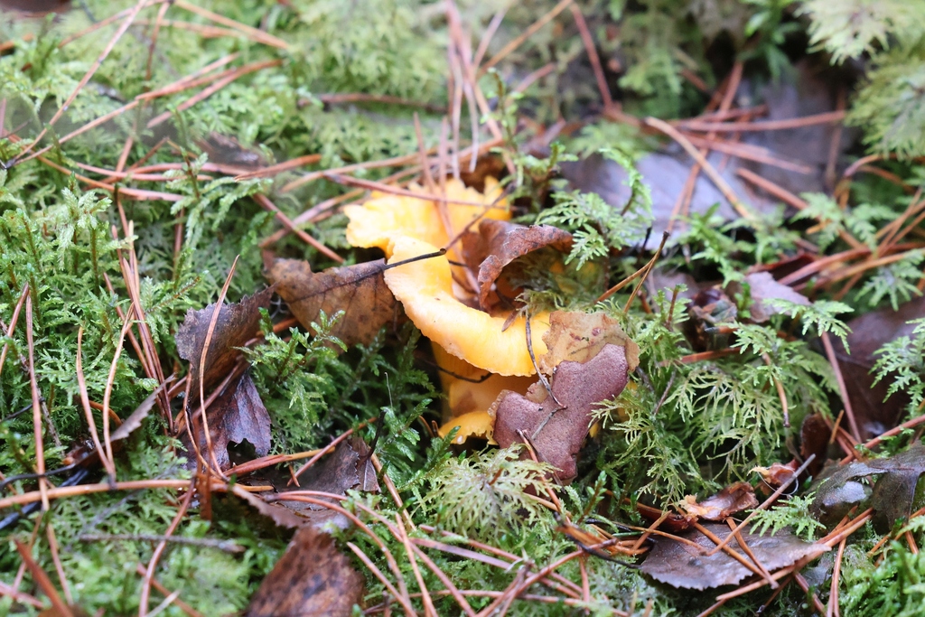 Cantharellus cibarius · December 2025 · photo: © andrejus (iNaturalist, cc-by)
