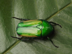 Chlorocala africana subsuturalis