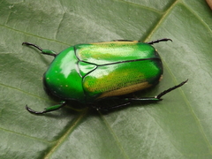 Chlorocala africana subsuturalis