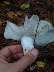Tricholoma griseoviolaceum