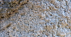 Pertusaria subpertusa