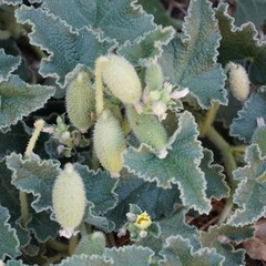 Ecballium elaterium: 기원과 용도 — 사진 3