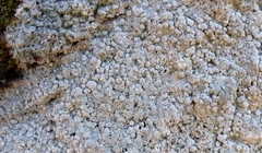 Pertusaria subpertusa
