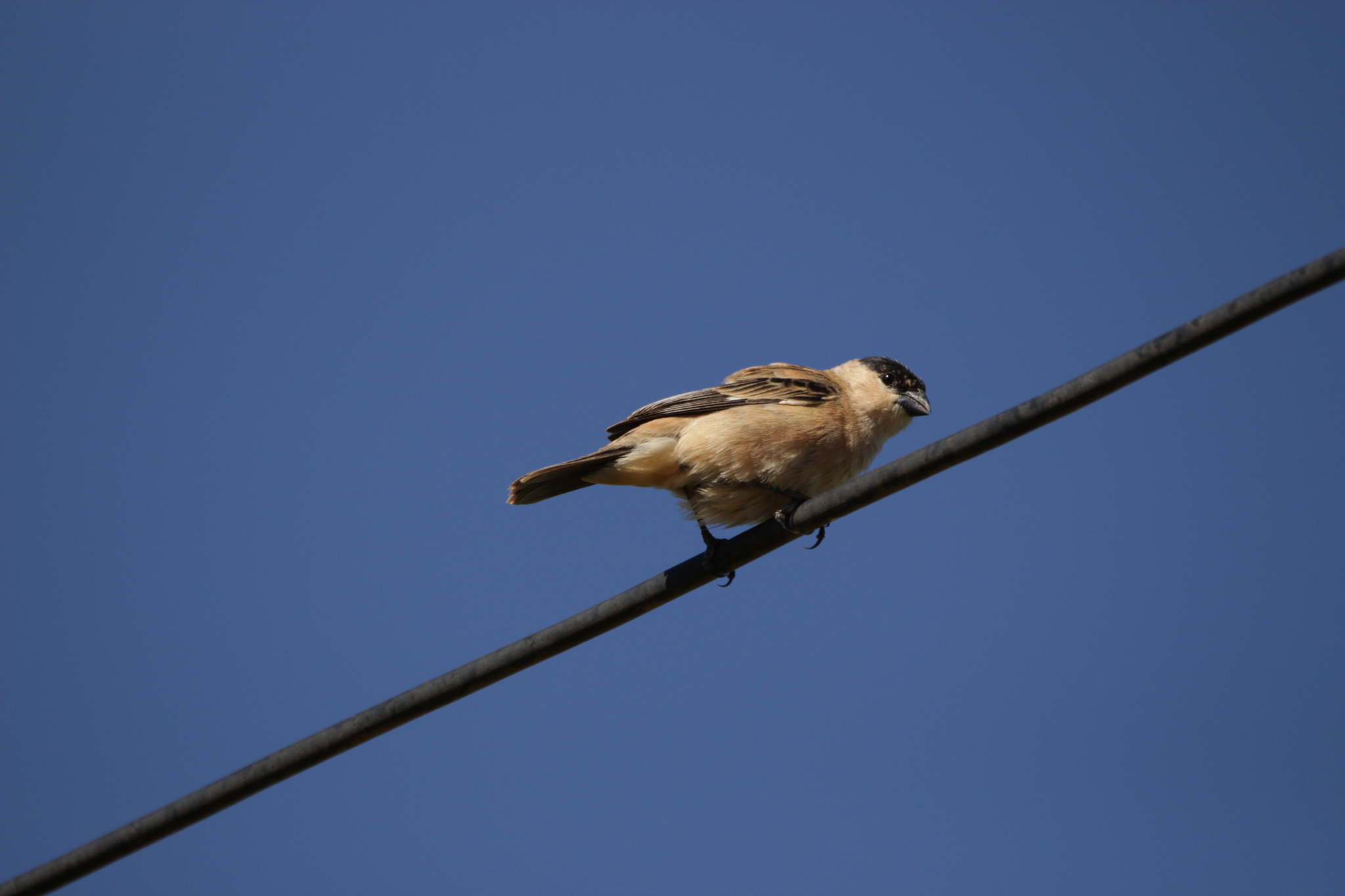 Copper Seedeater (Sporophila bouvreuil), photo 3