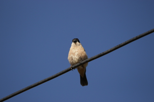 Copper Seedeater (Sporophila bouvreuil), photo 8