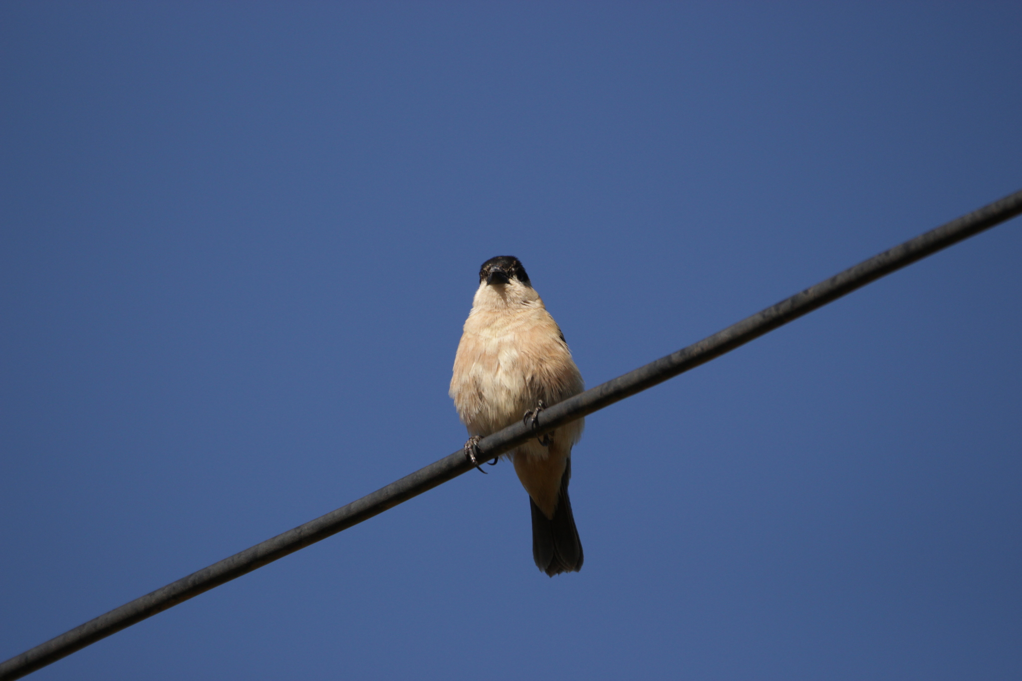 Copper Seedeater (Sporophila bouvreuil), photo 4