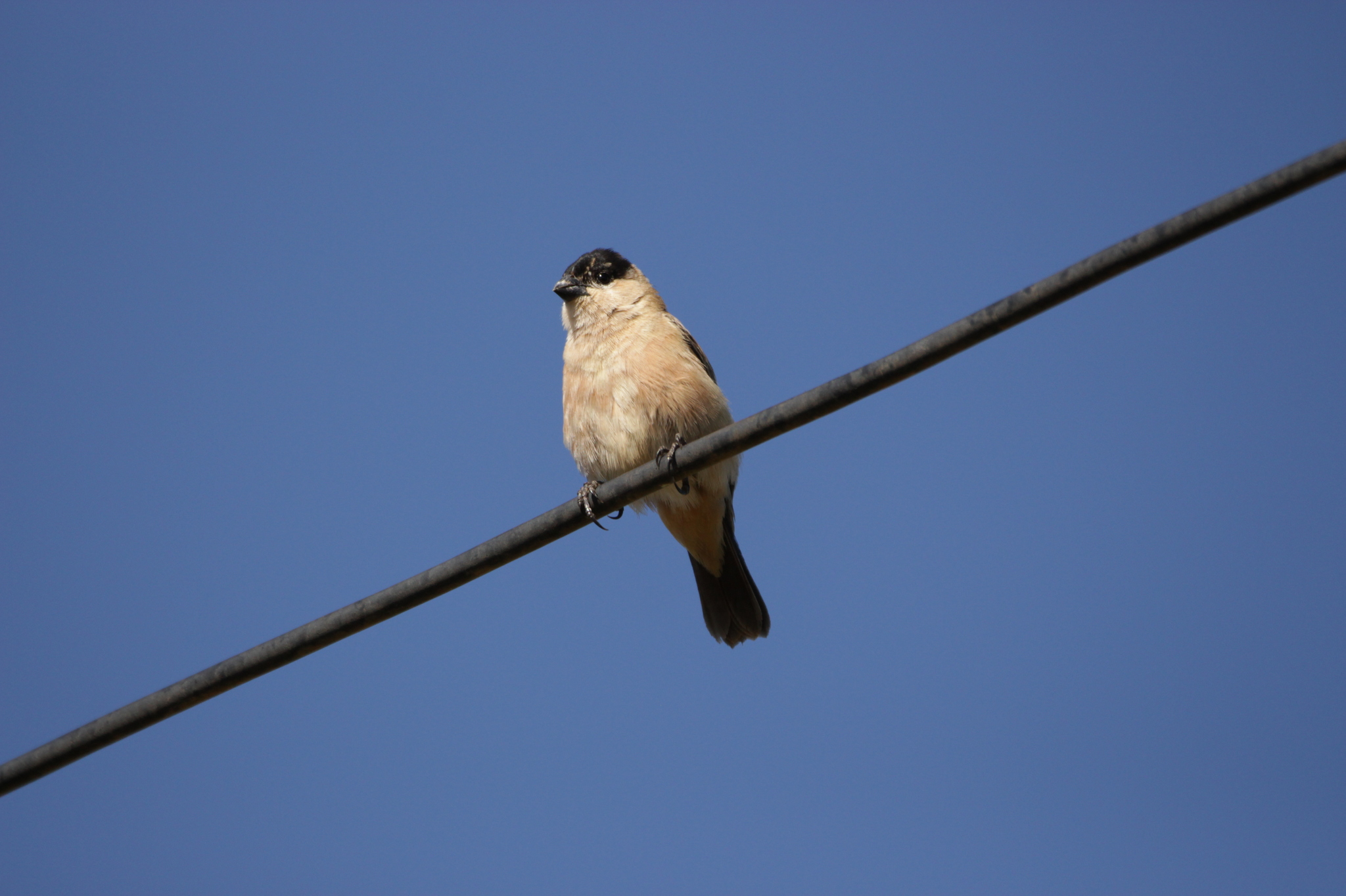 Copper Seedeater (Sporophila bouvreuil), photo 2