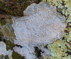Pertusaria subpertusa