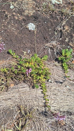 Aeollanthus repens