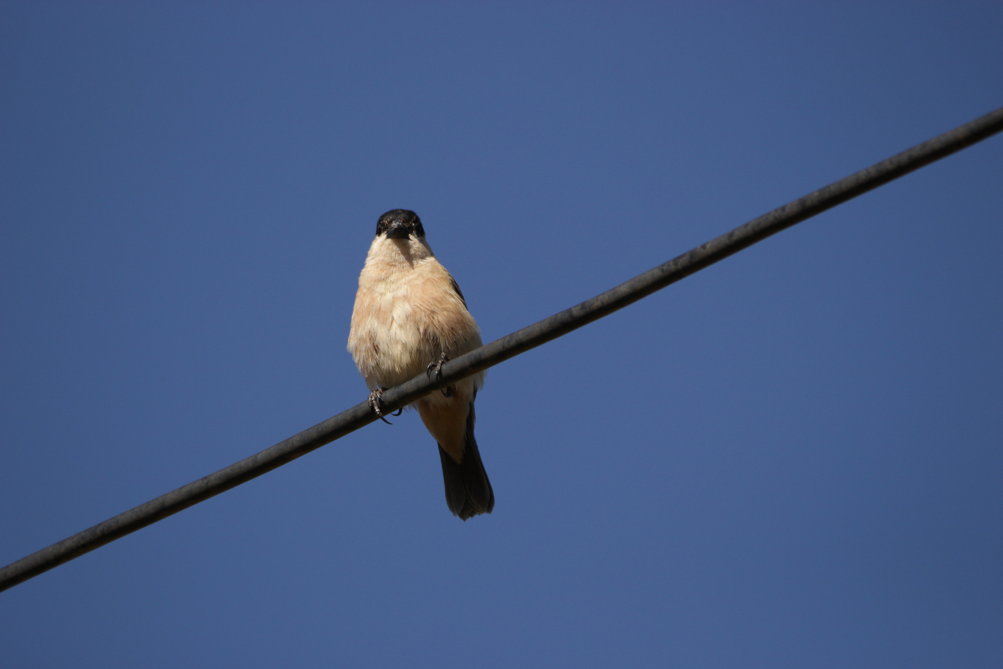 Copper Seedeater (Sporophila bouvreuil), photo 5