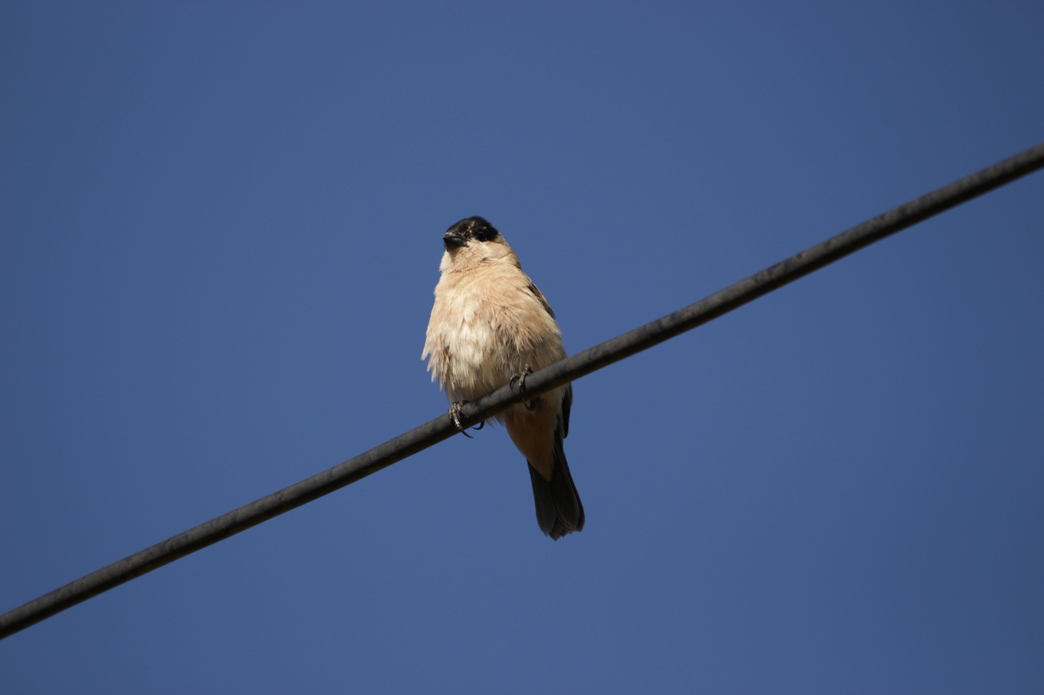 Copper Seedeater (Sporophila bouvreuil), photo 6