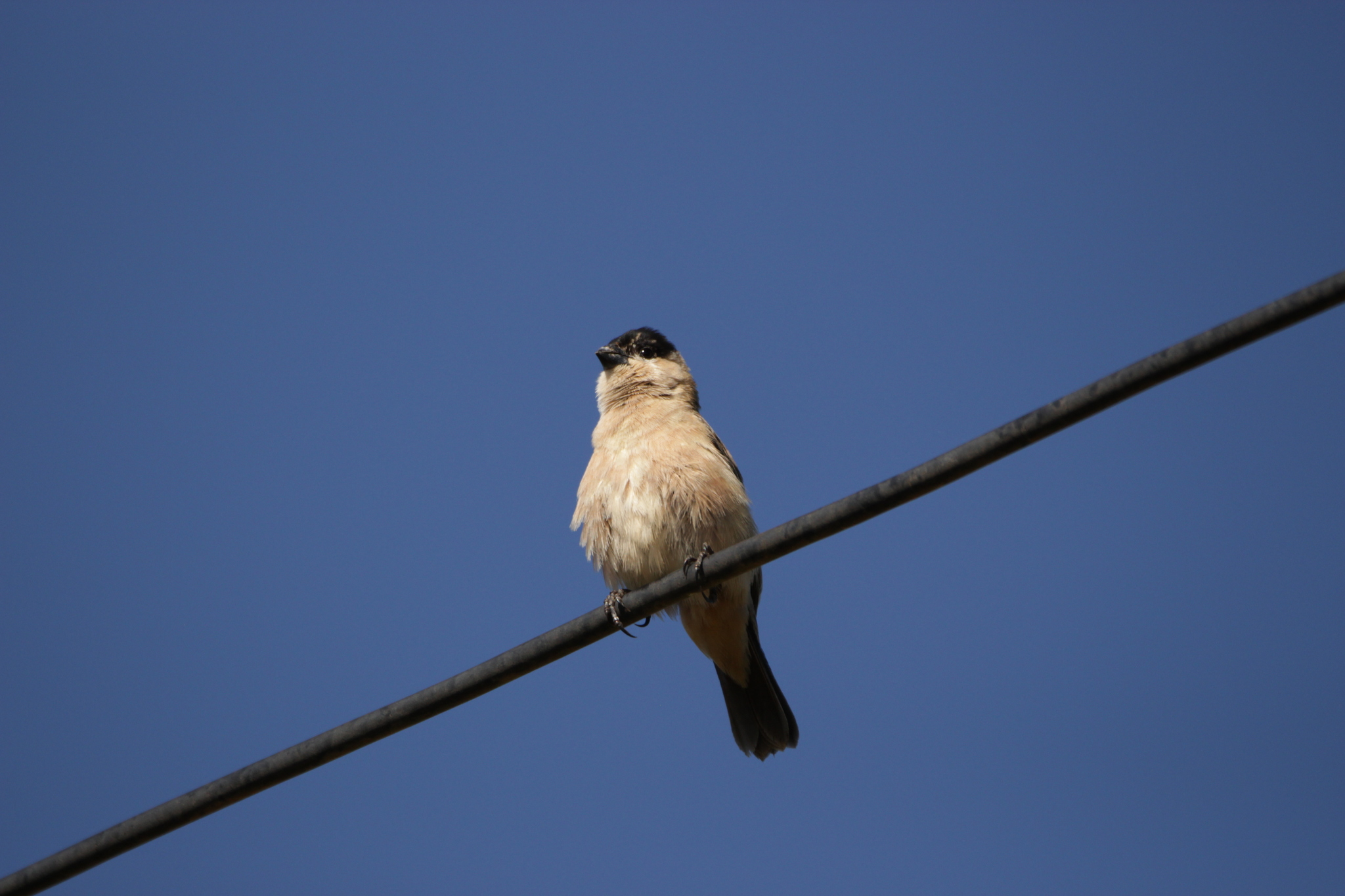Copper Seedeater (Sporophila bouvreuil), photo 7