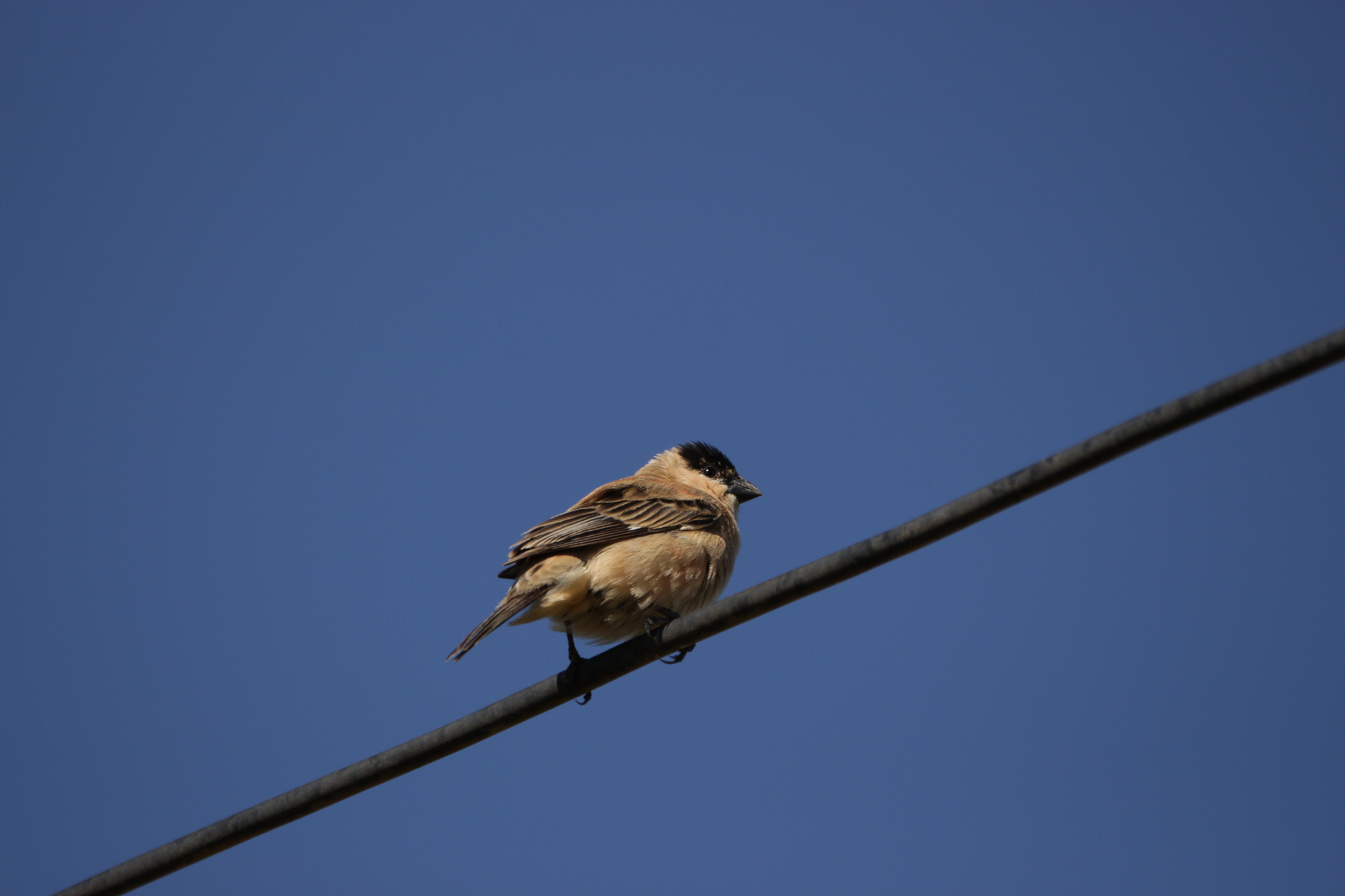 Copper Seedeater (Sporophila bouvreuil), photo 8