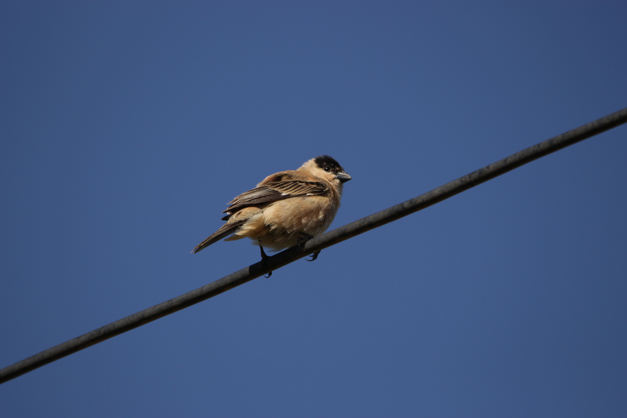 Copper Seedeater (Sporophila bouvreuil), photo 9