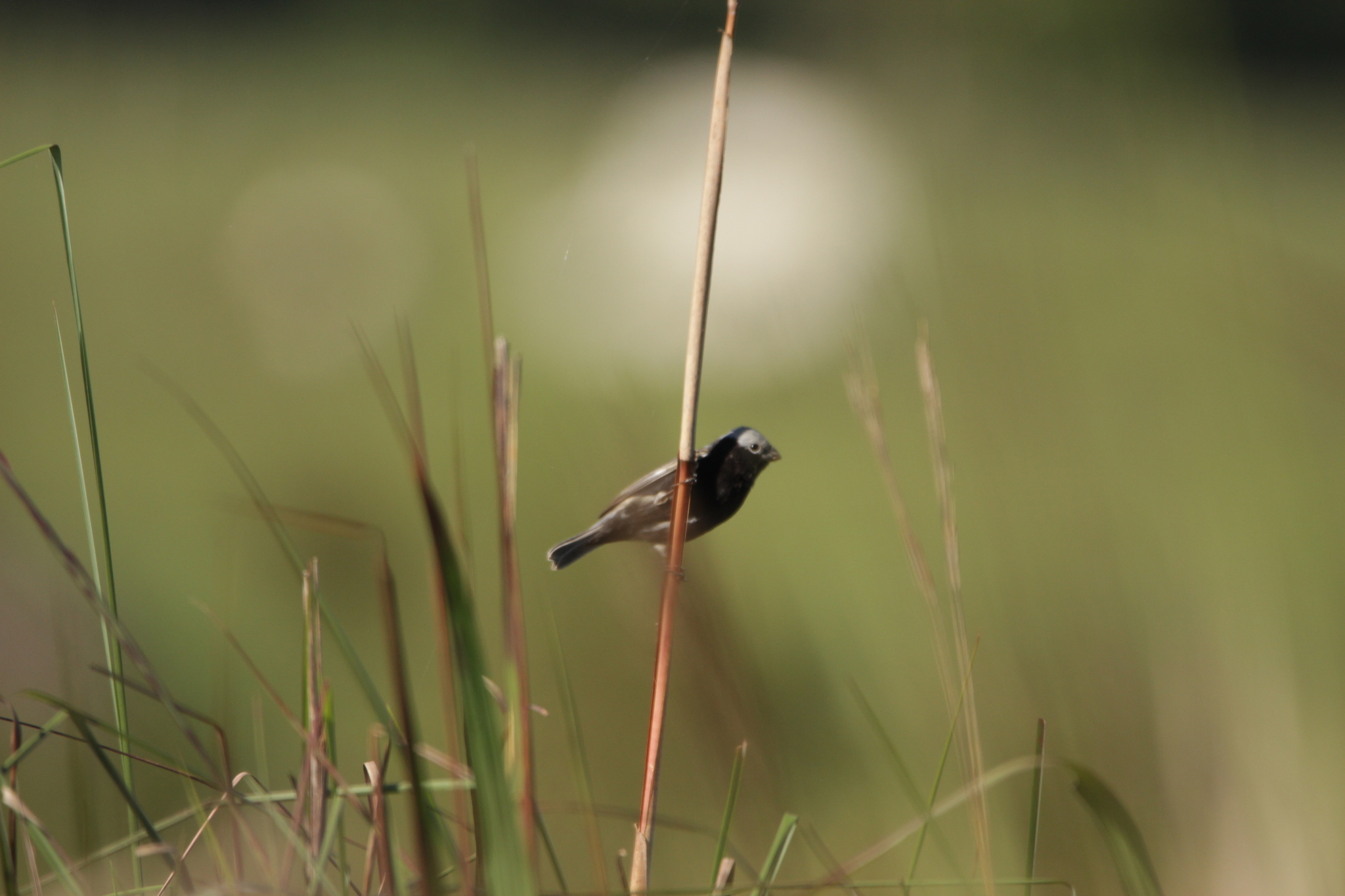Black-bellied Seedeater illustration