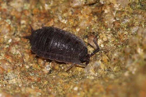 Porcellionides elegans