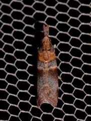Calguia defiguralis