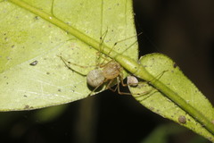 Scytodes itzana